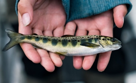 Fisch? Am besten vom Land!