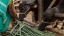 Fodder_Article_Banner.webp