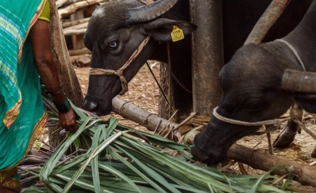 Fodder Famines in the Dairy Capital of the World
