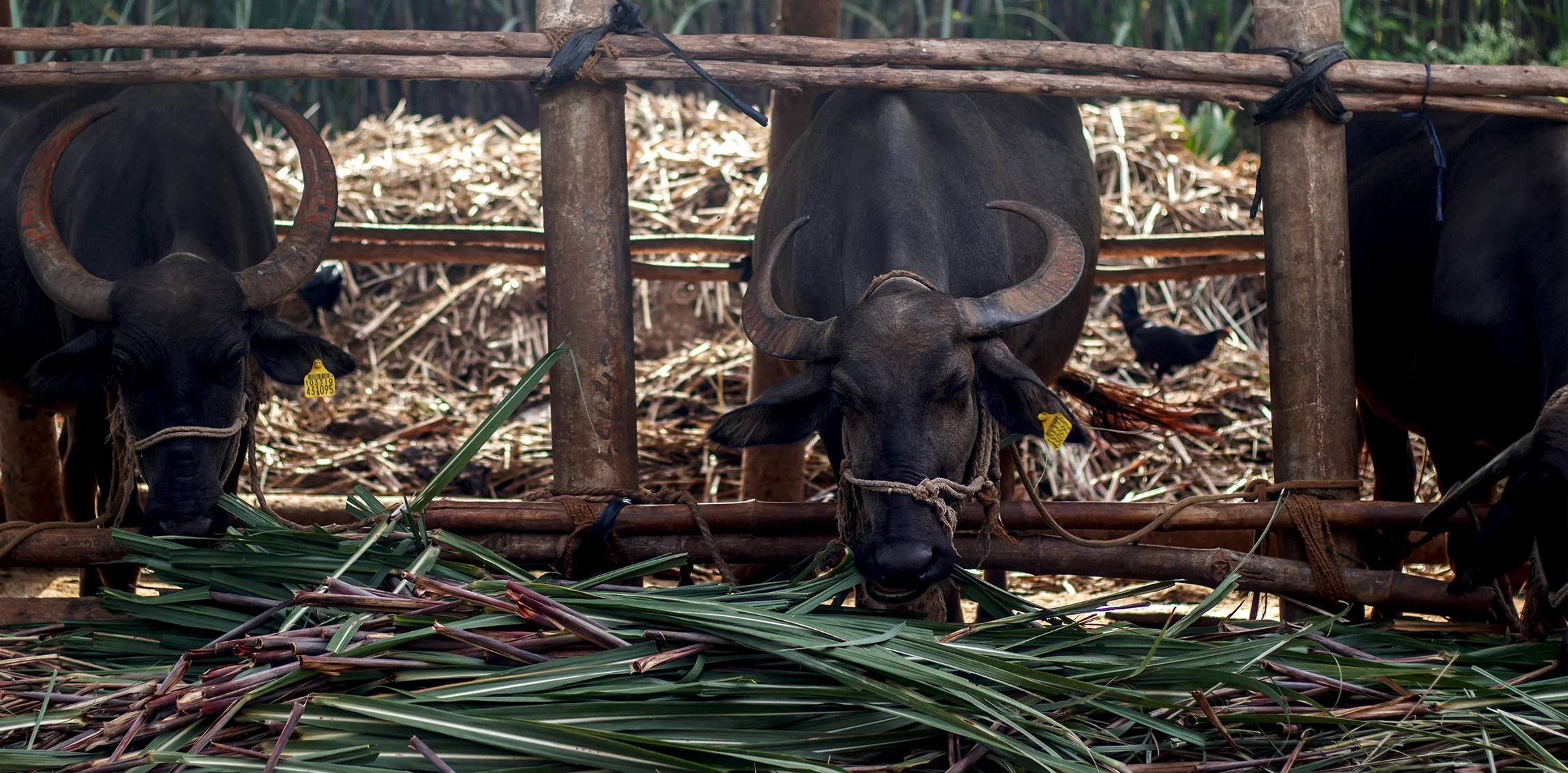 Cattle feeding on fodder