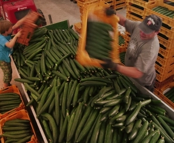 Why Half a Billion Tonnes of Food Never Reaches Our Plate