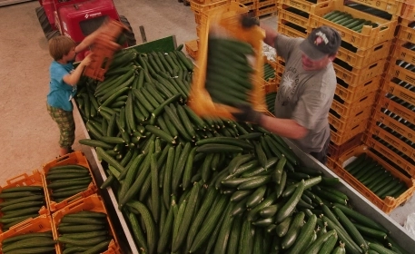 Why Half a Billion Tonnes of Food Never Reaches Our Plate