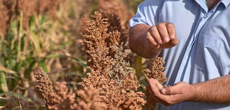 Forgotten Crops
