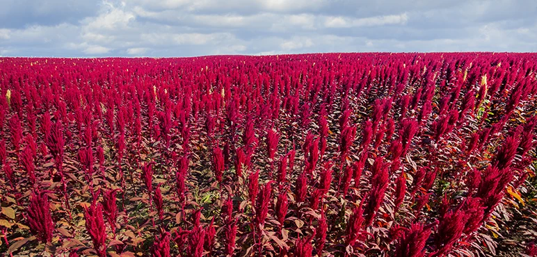 Amaranth 