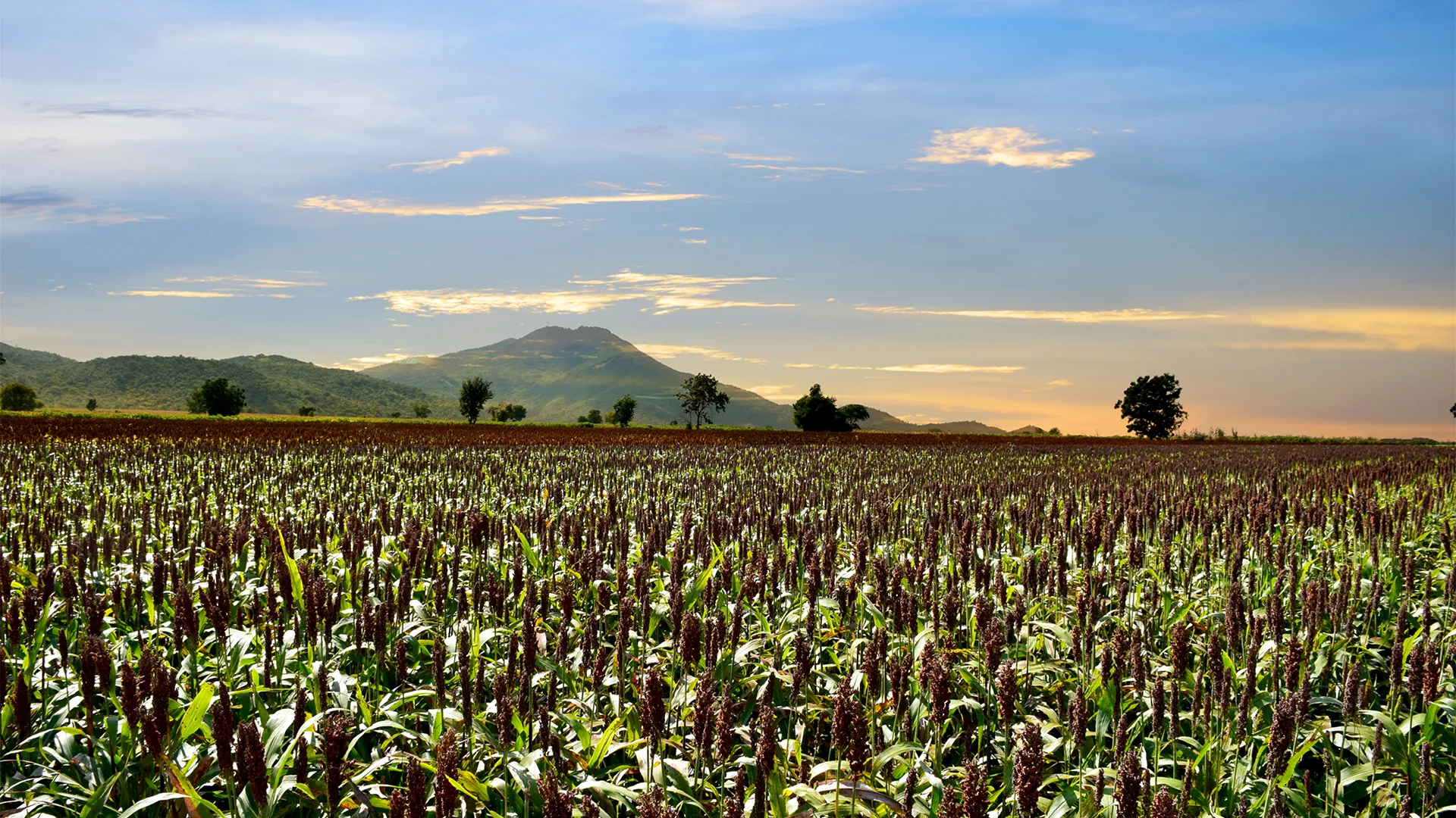 Forgotten_Crops_Banner.webp