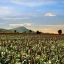 Forgotten_Crops_Banner_Thumb.webp