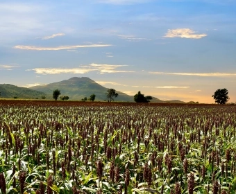 How Forgotten Crops Help Combat Climate Change