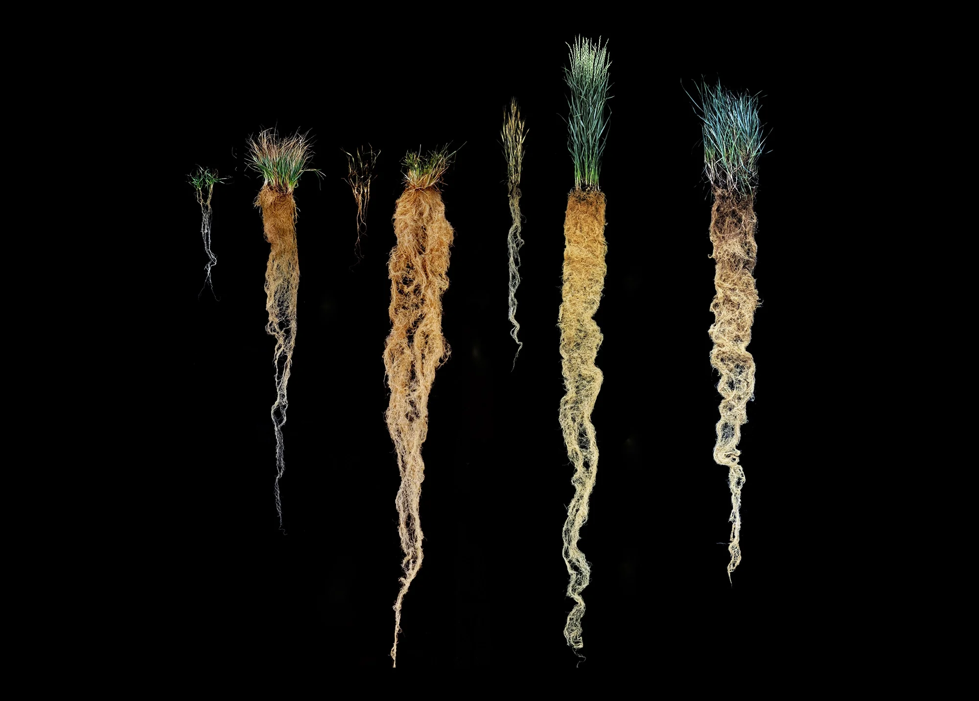 Four_Seasons_Intermediate_Wheatgrass_clean.webp