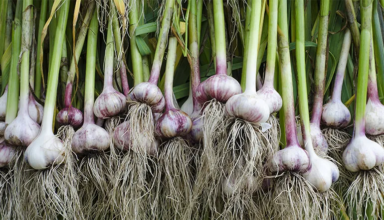 Garlic