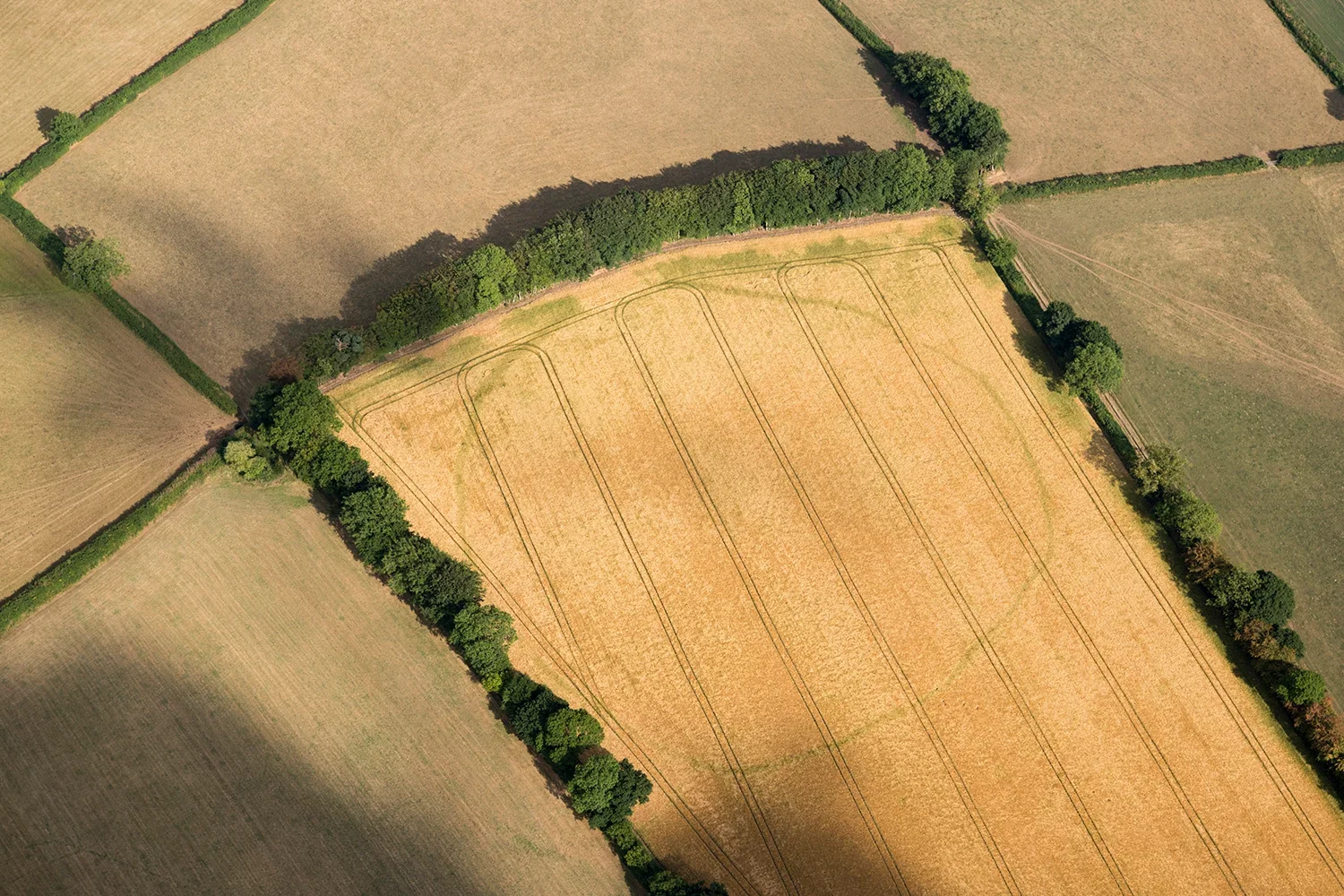 Field