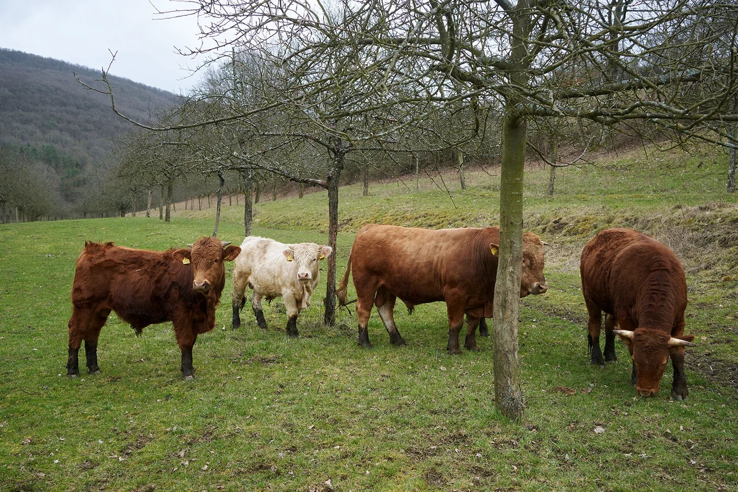 Cows