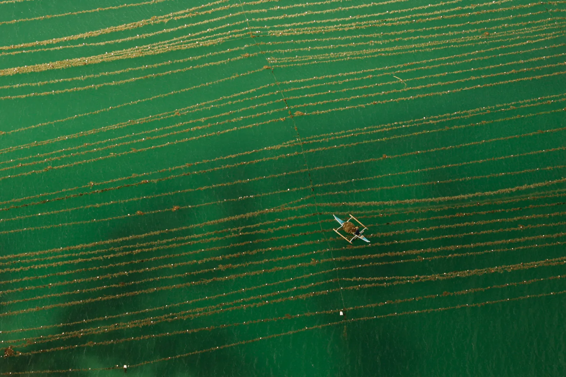 Algea cultivation in Palawan Island-Philippines  (Photo by Patrick Aventurier/Getty Images)