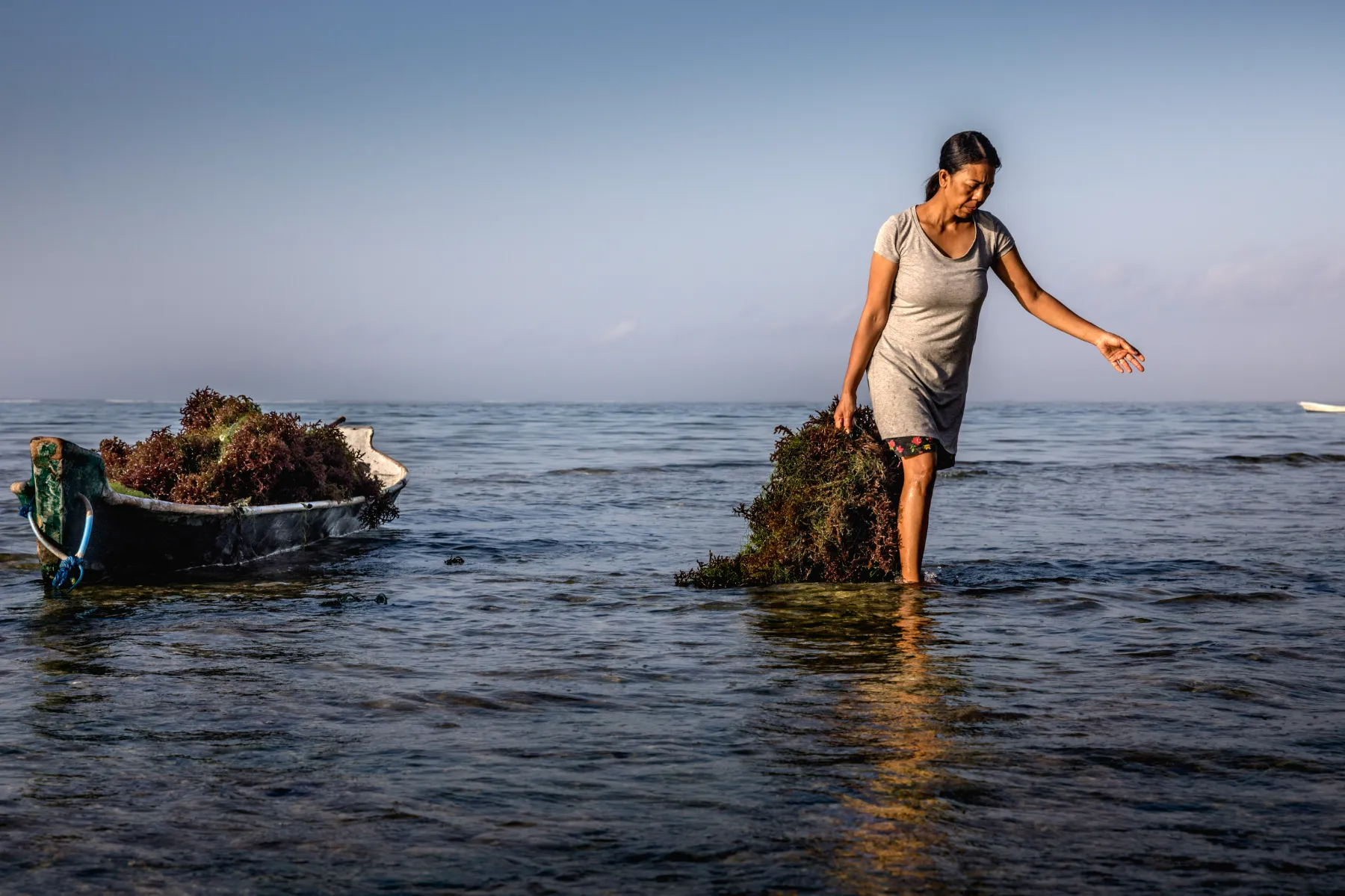 Farming Seaweed