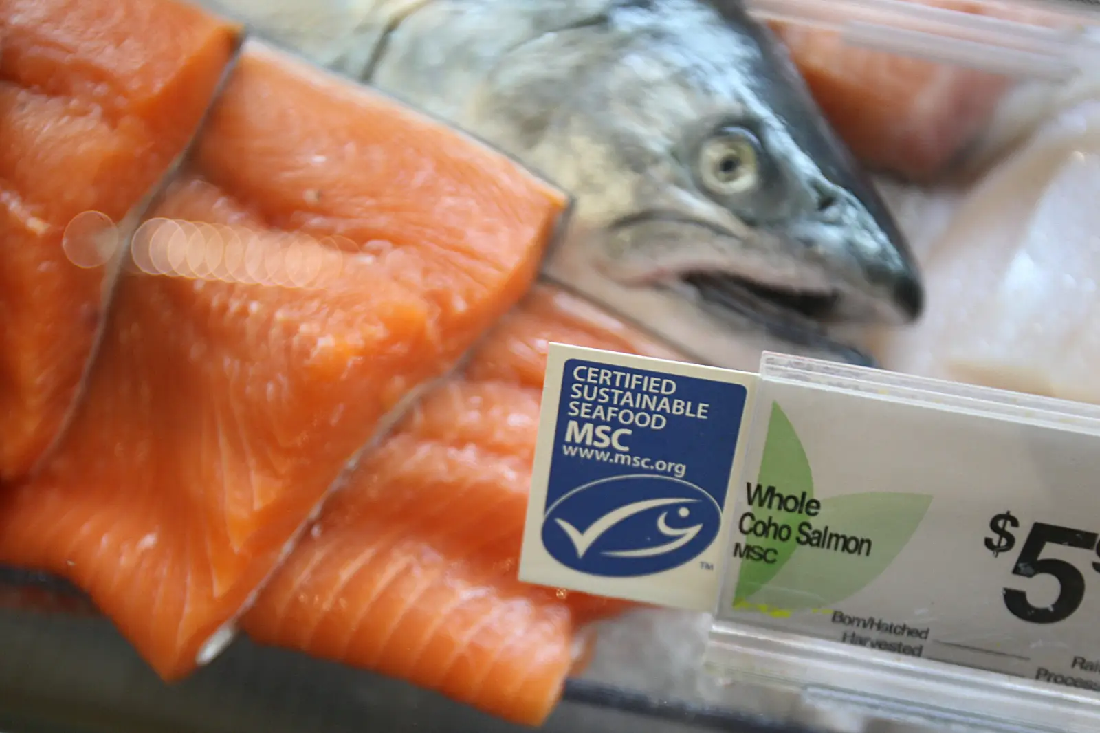 MSC-certified salmon for sale in Shaw’s, USA