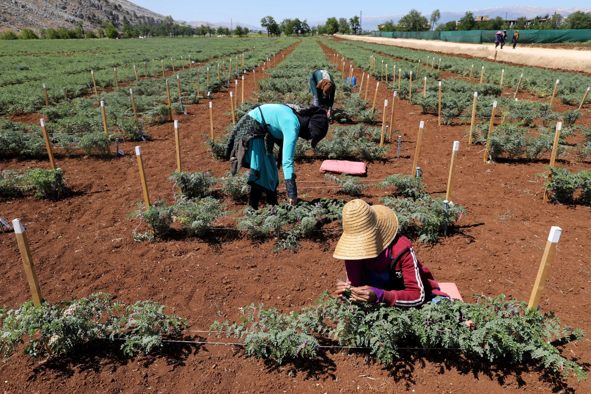 Harvesting