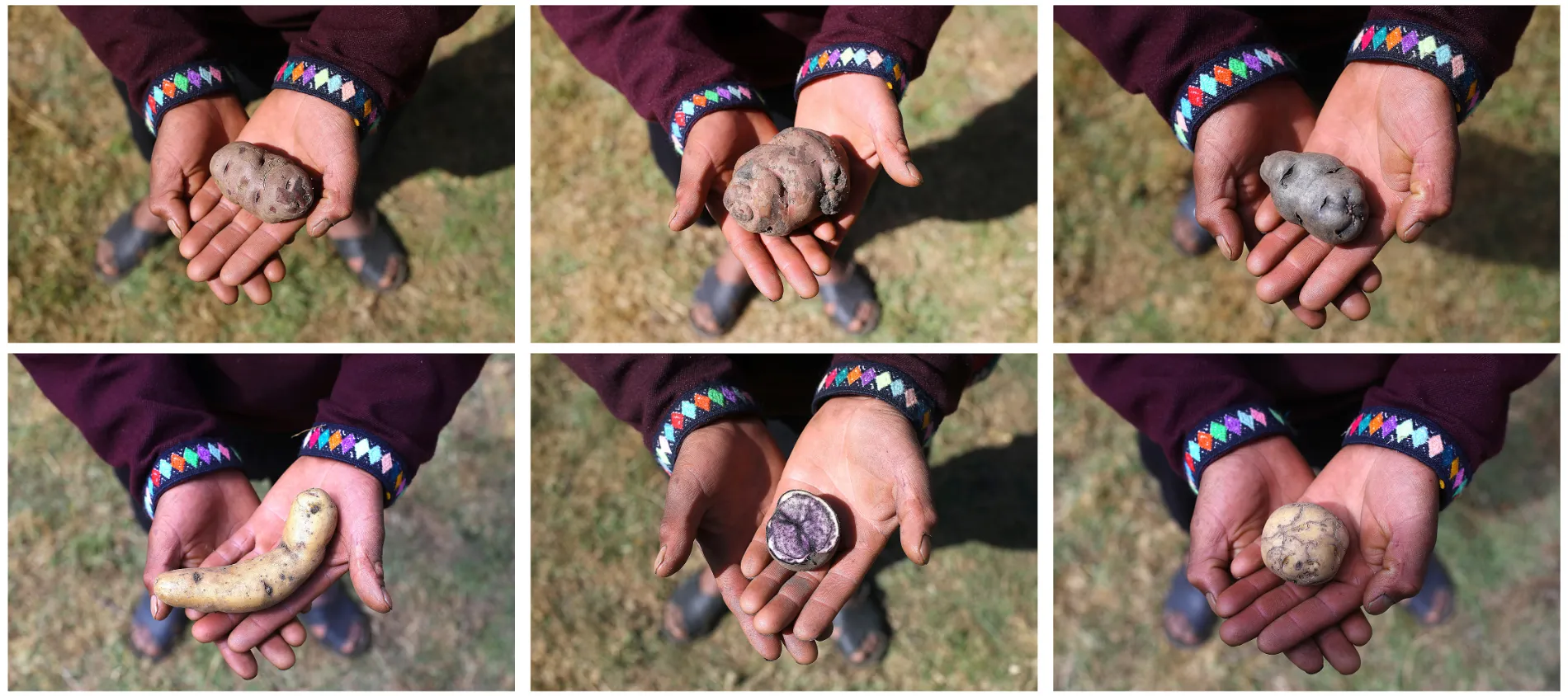 A farmer holds papa roja (red potato), huayro, garra de puma (cougar claw), Papa Amarilla Doblada (folded yellow potato), papa morada (purple potato) and papa amarga (bitter potato). (Photo by Leonardo Fernandez/Getty Images)