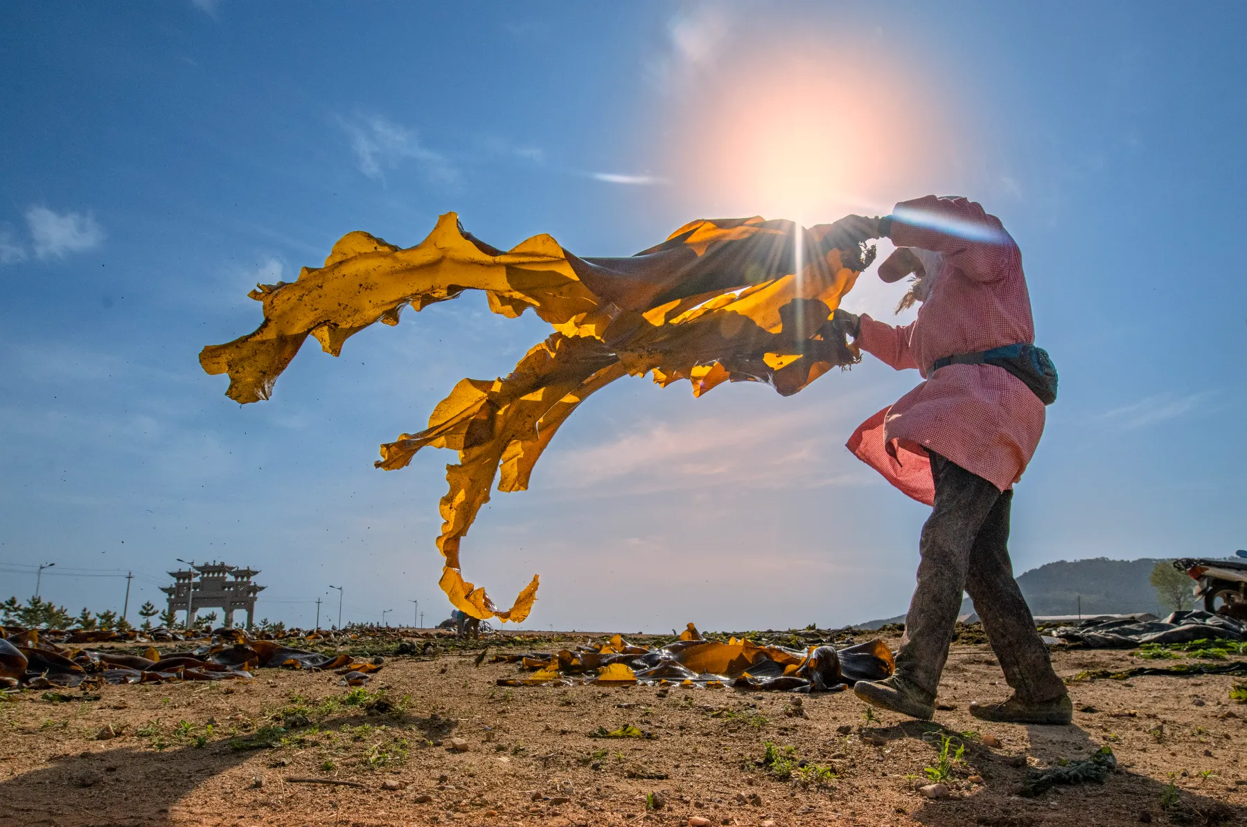 Farming Seaweed