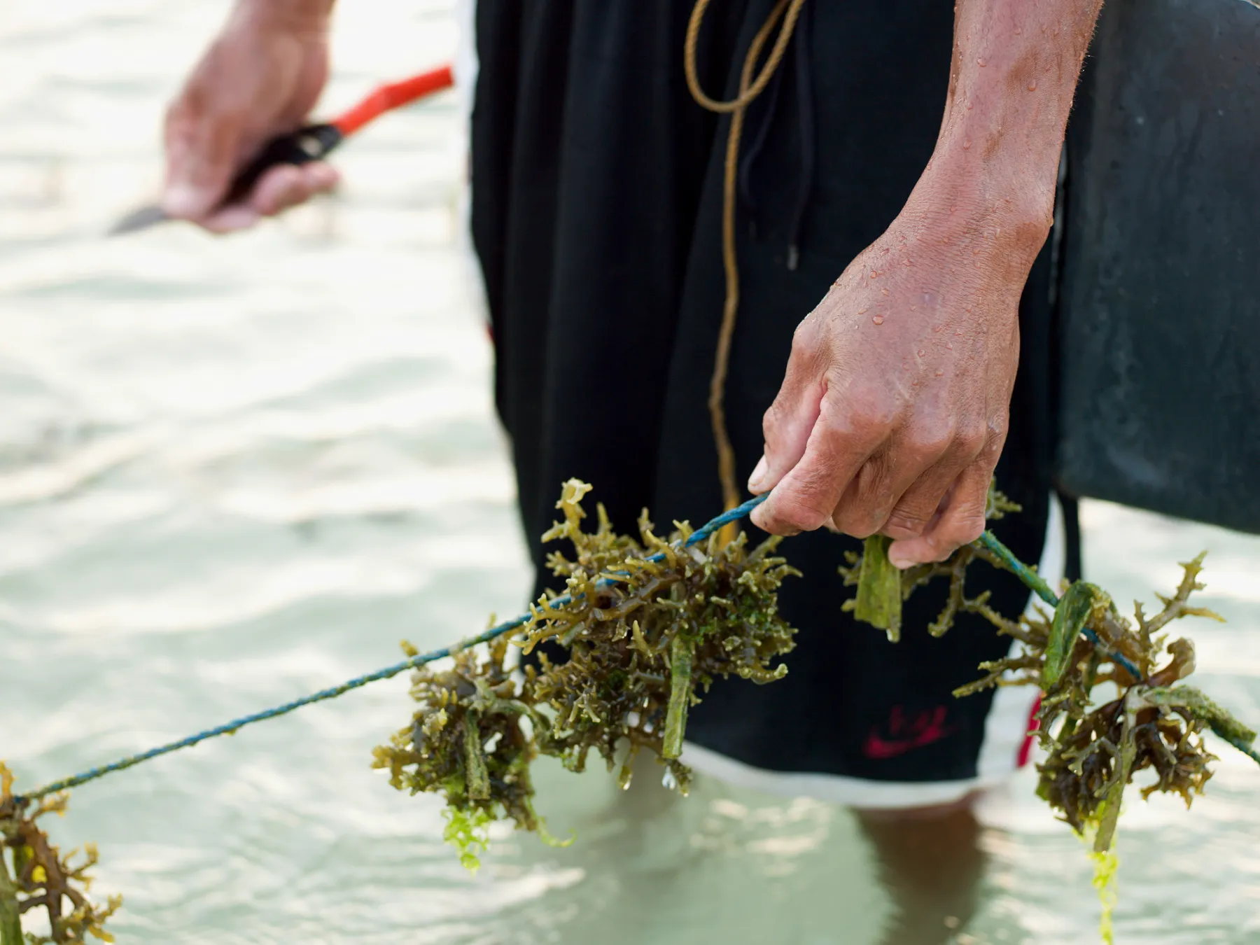 Farming Seaweed