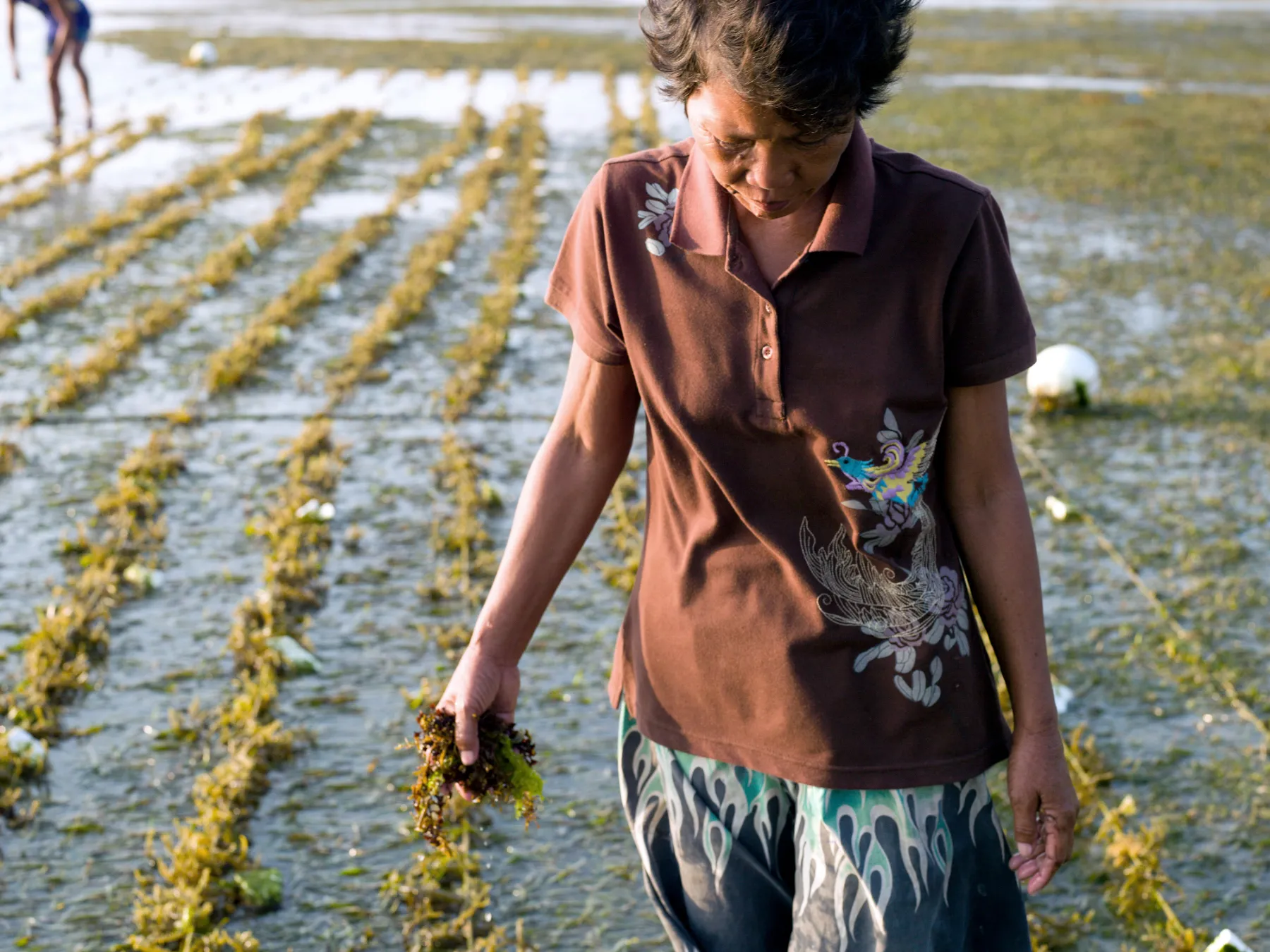 Farming Seaweed