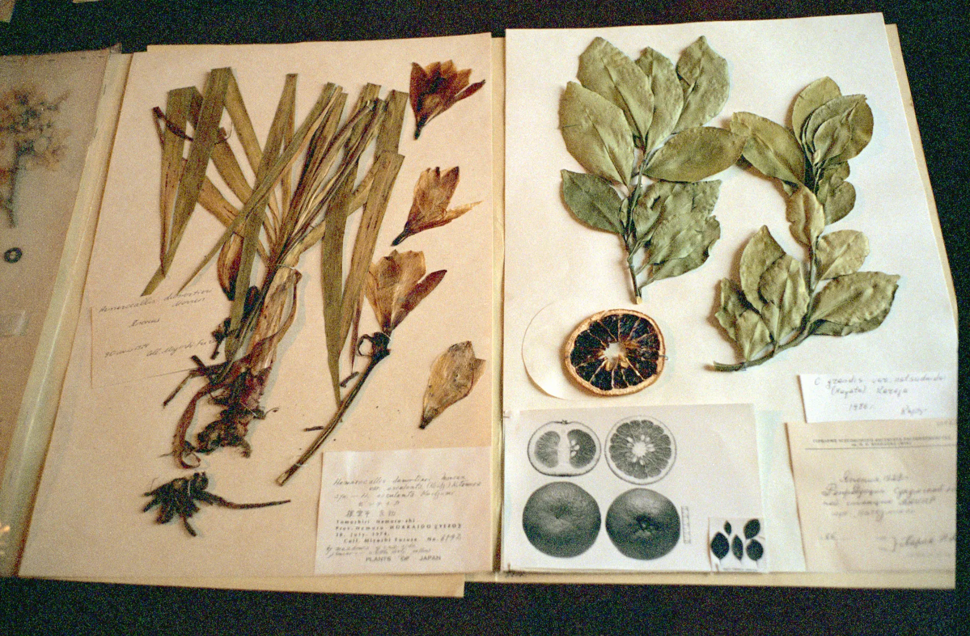 Scientists working in the Vavilov Institute of Plant Industry which researches vegetal genetics and seed conservation. 