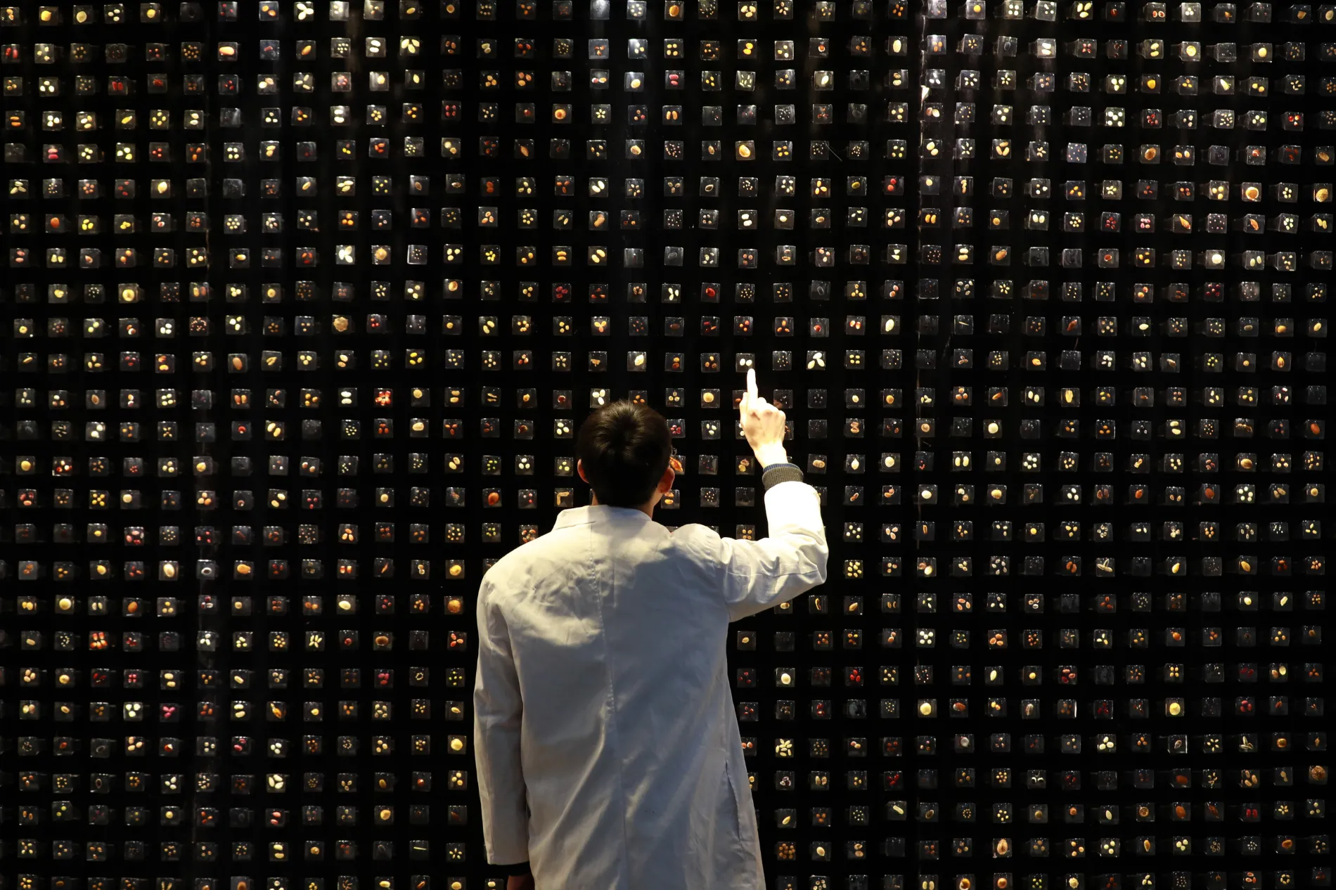A Chinese researcher checks the specimen of plant seeds (Photo by Visual China Group via Getty Images)