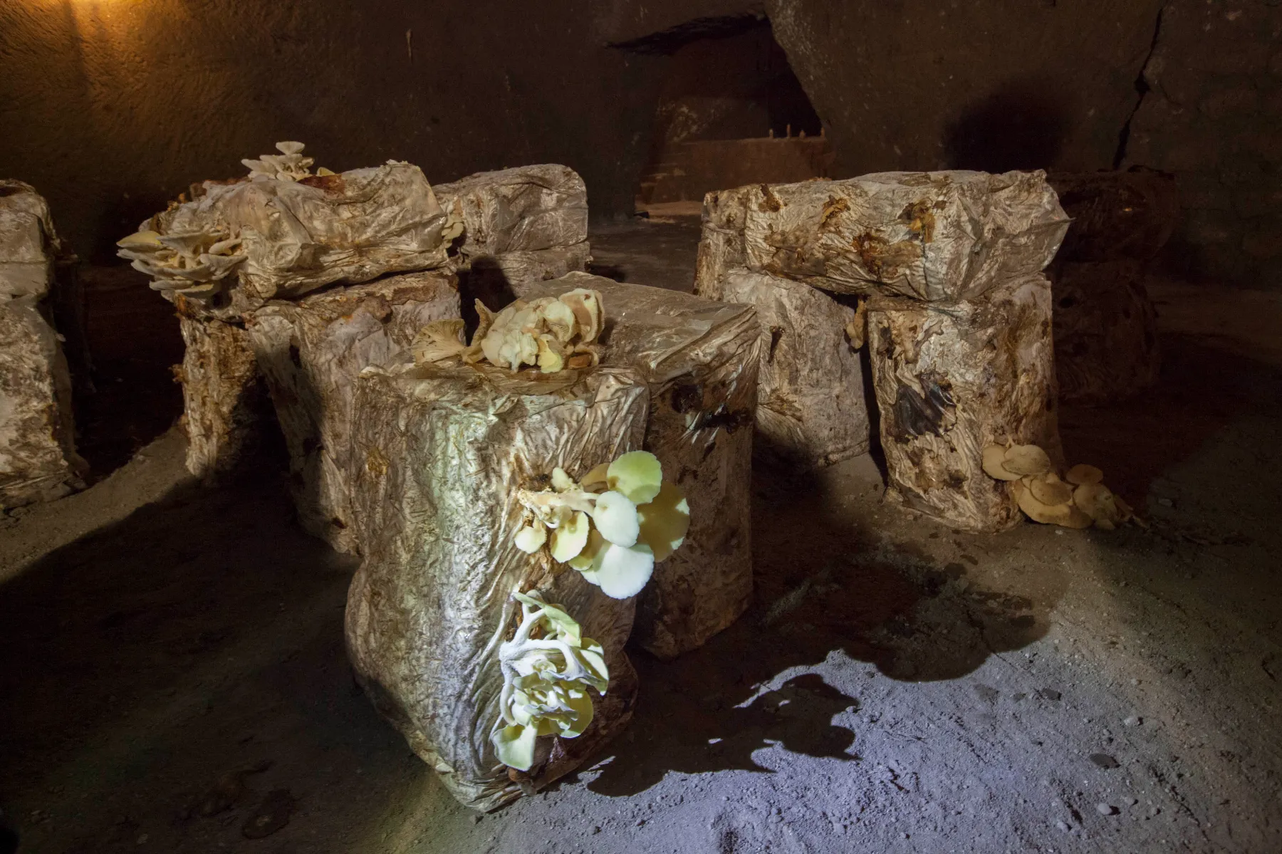 Experimental cultivation of mushrooms in a cave who hosts also the museum in a former WWII antiaircraft refuge made in ancient tuff quarry and roman water tanks.