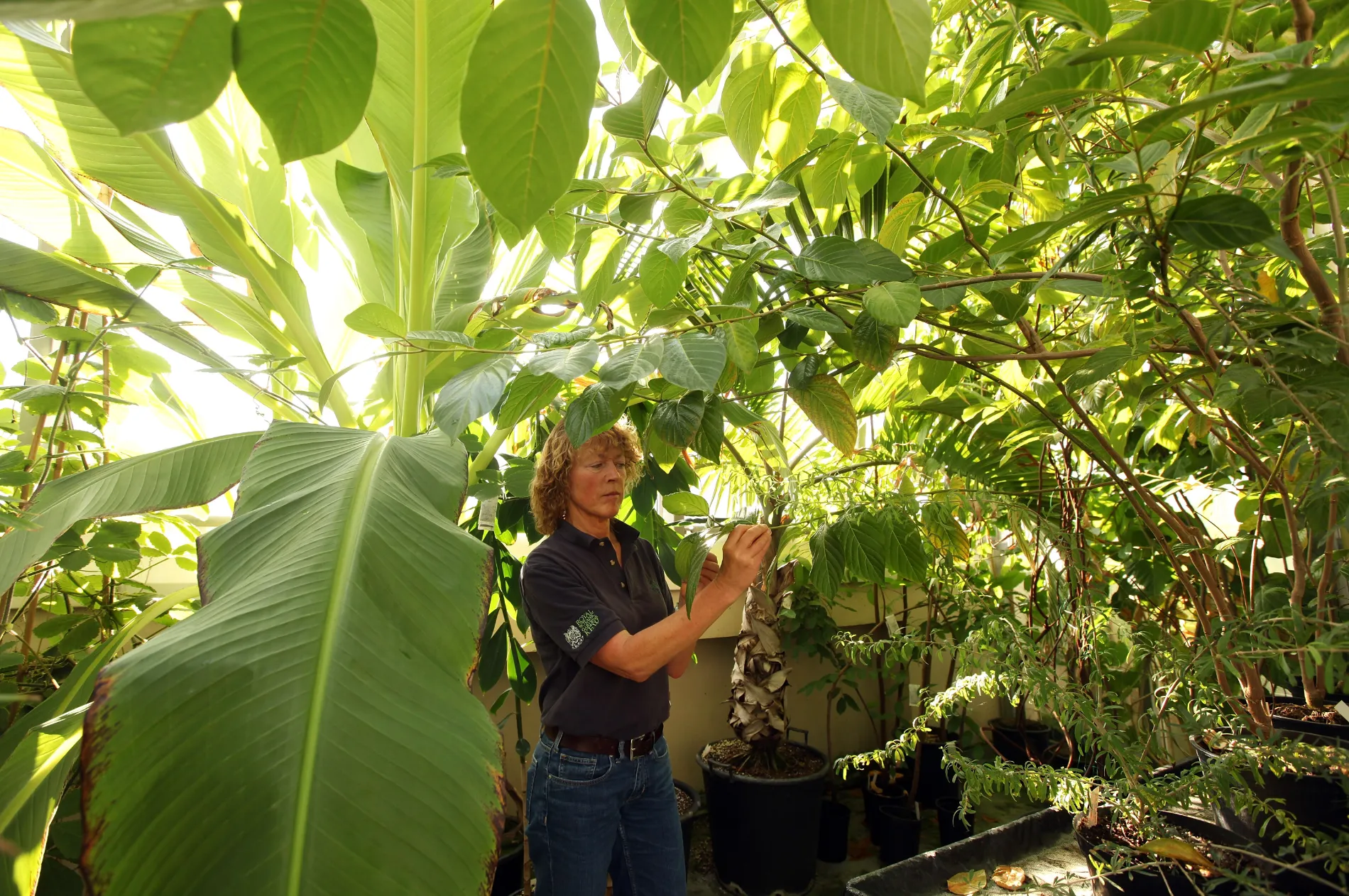 Jo Walmisley, a Higher Botanical Horticulturist, examines the plants in the wet, tropical glasshouse at Kew's Millennium Seed Bank. (Photo by Oli Scarff/Getty Images)