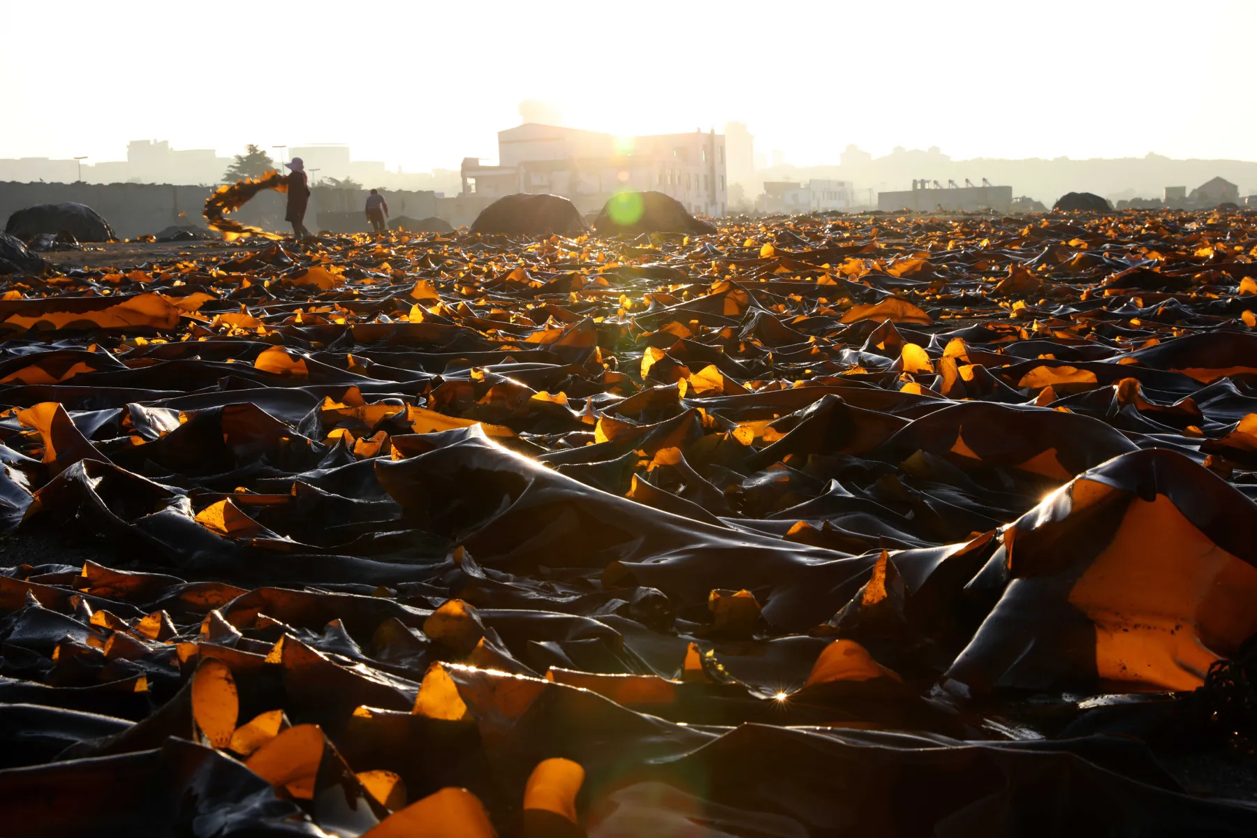 Farming Seaweed
