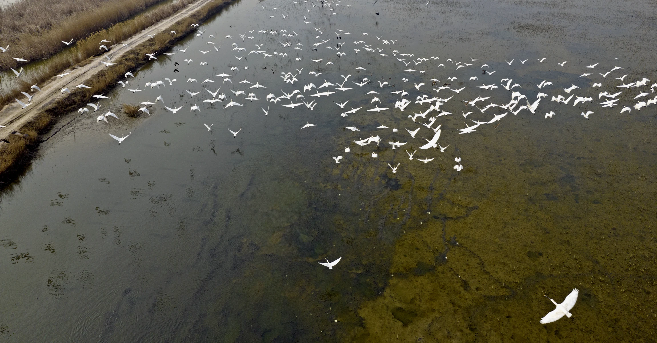 Heyang Yellow River Wetland Nature Reserve, where in recent years the local government has carried out the work of 