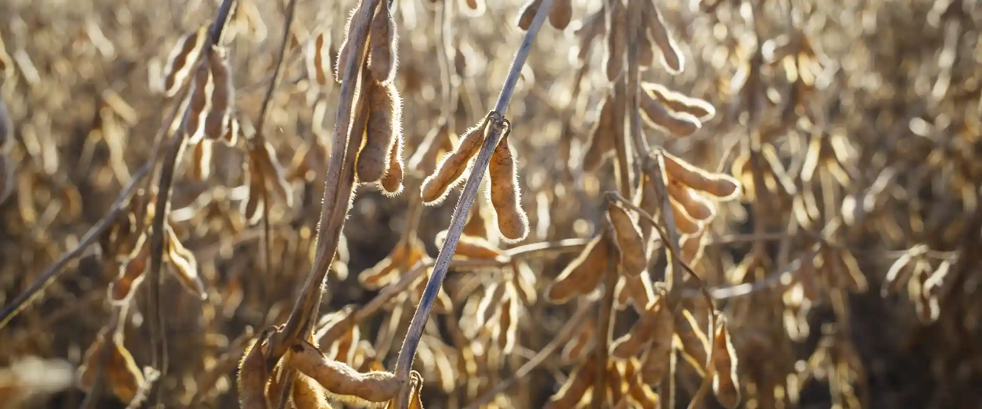Genetically modified soybeans growing in a field
