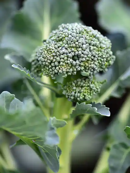 Tenderstem broccoli grown through crossbreeding 