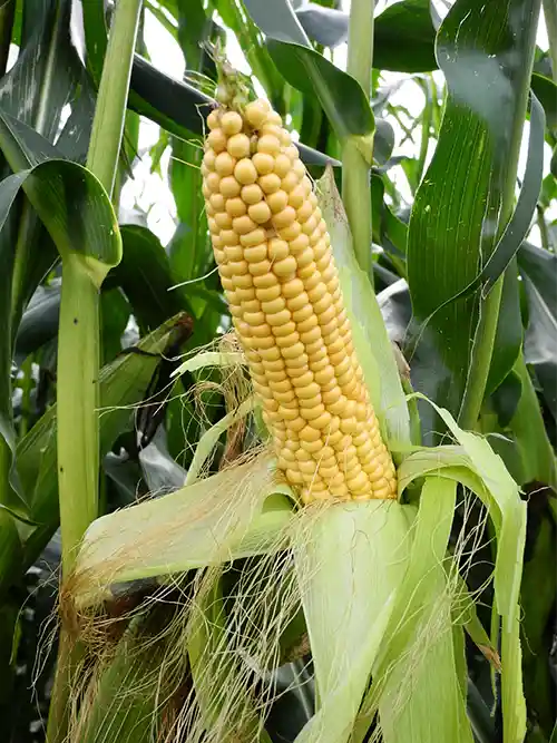 Bt corn, genetically modified for pest resistance. 