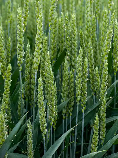 Creso wheat variety 