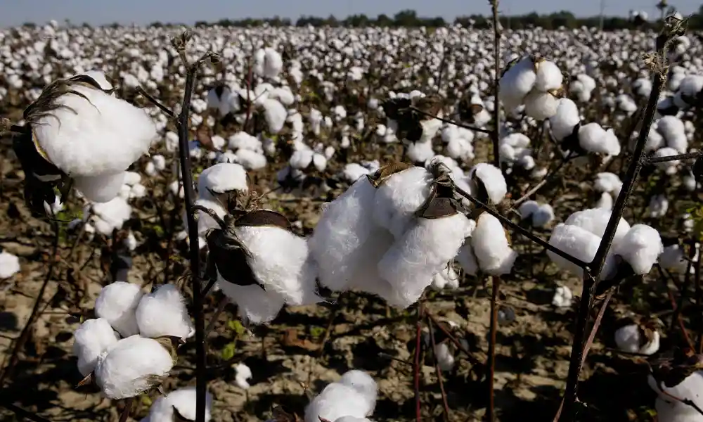 Cotton growing in the field. 