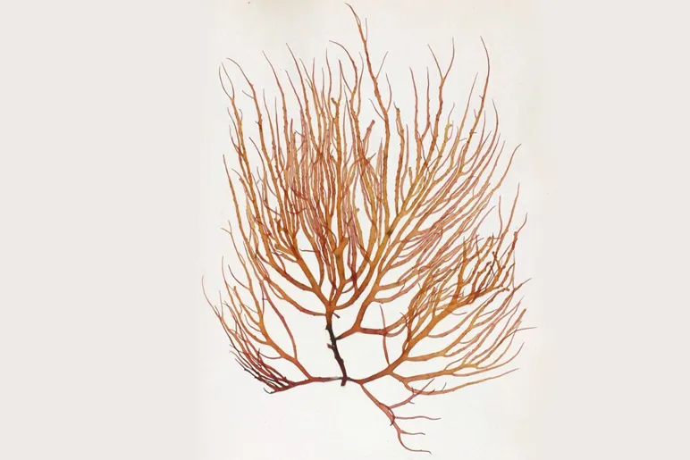 Gracilaria