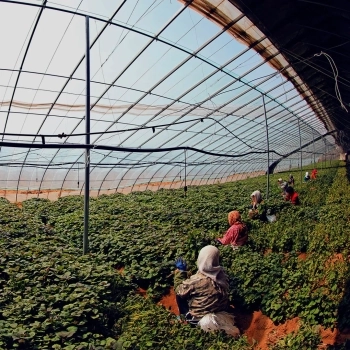 How Ethical Is Our European-Grown Produce?