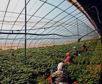 Greenhouse_Ethics_THUMB.webp