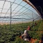 Greenhouse_Ethics_THUMB.webp