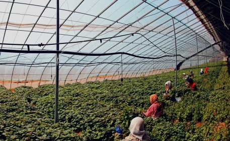 How Ethical Is Our European-Grown Produce?