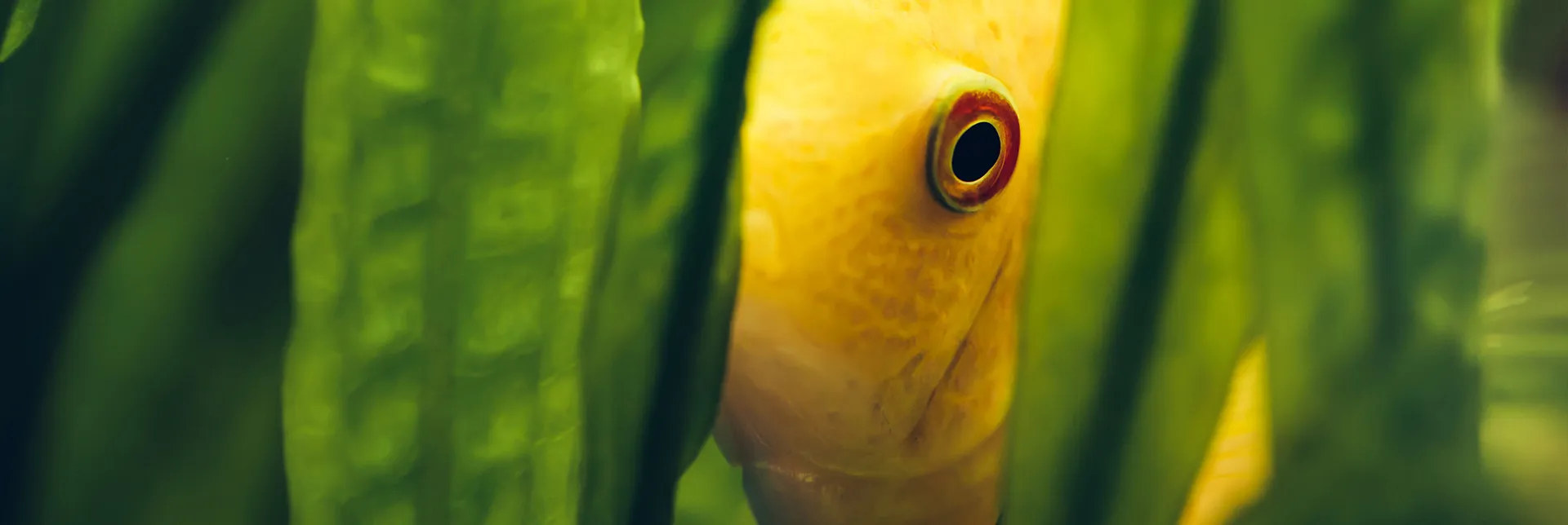 header-banner-aquaponics.webp