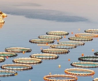 Pescado de cultivo | El certificado ASC | Comprando acuicultura sostenible