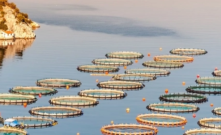 Pescado de cultivo | El certificado ASC | Comprando acuicultura sostenible