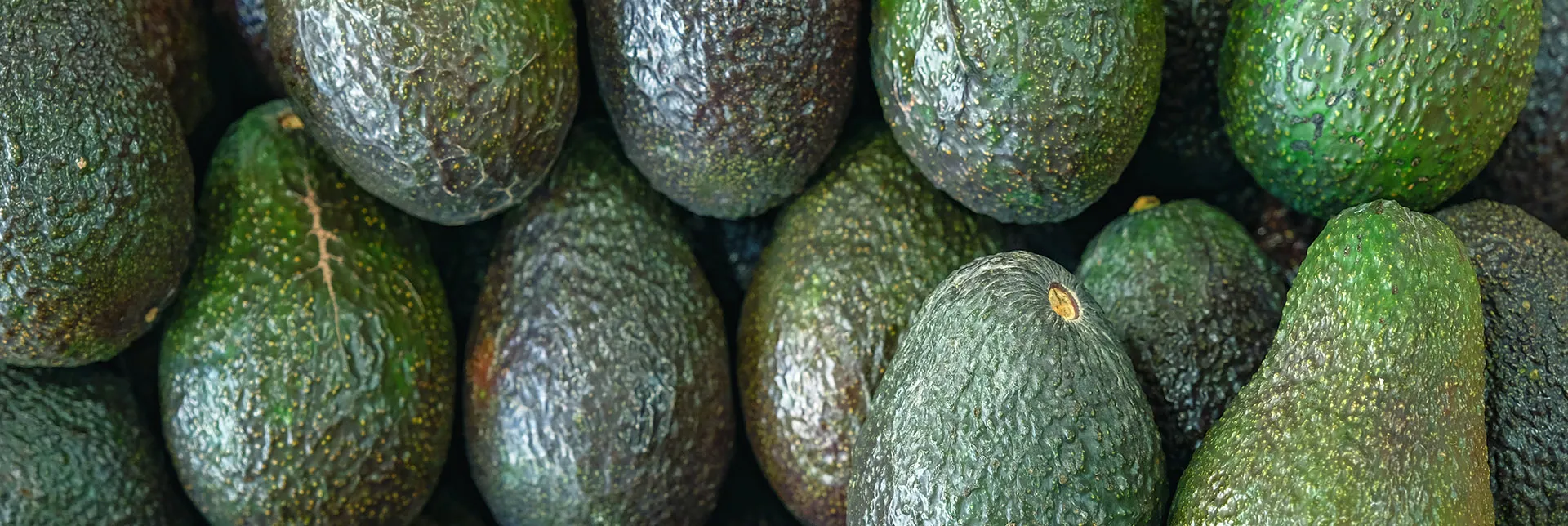 El aguacate y su coste de producción