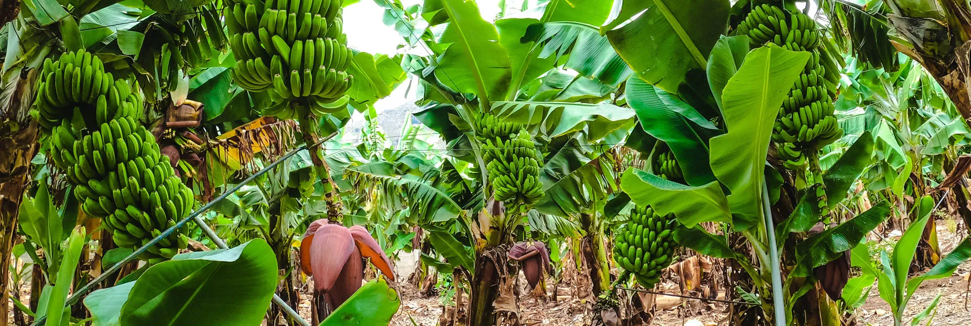 header-banner-bananaplantations.webp
