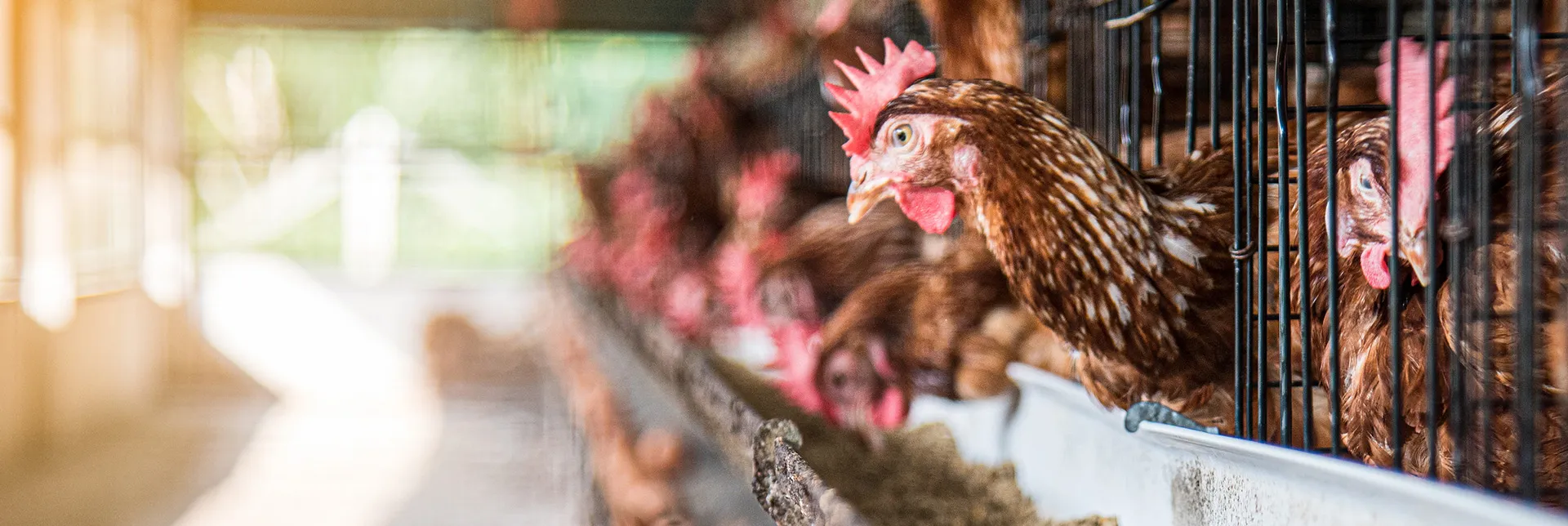 header-banner-batteryfarms.webp
