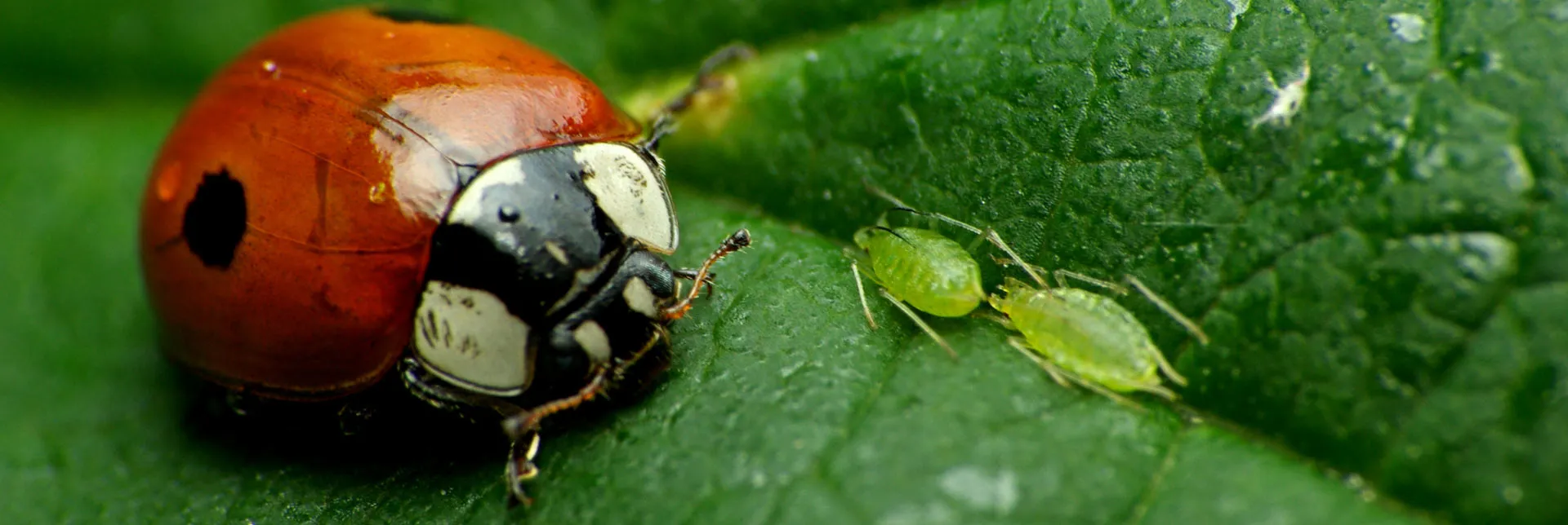 header-banner-beetle-banks_1.webp