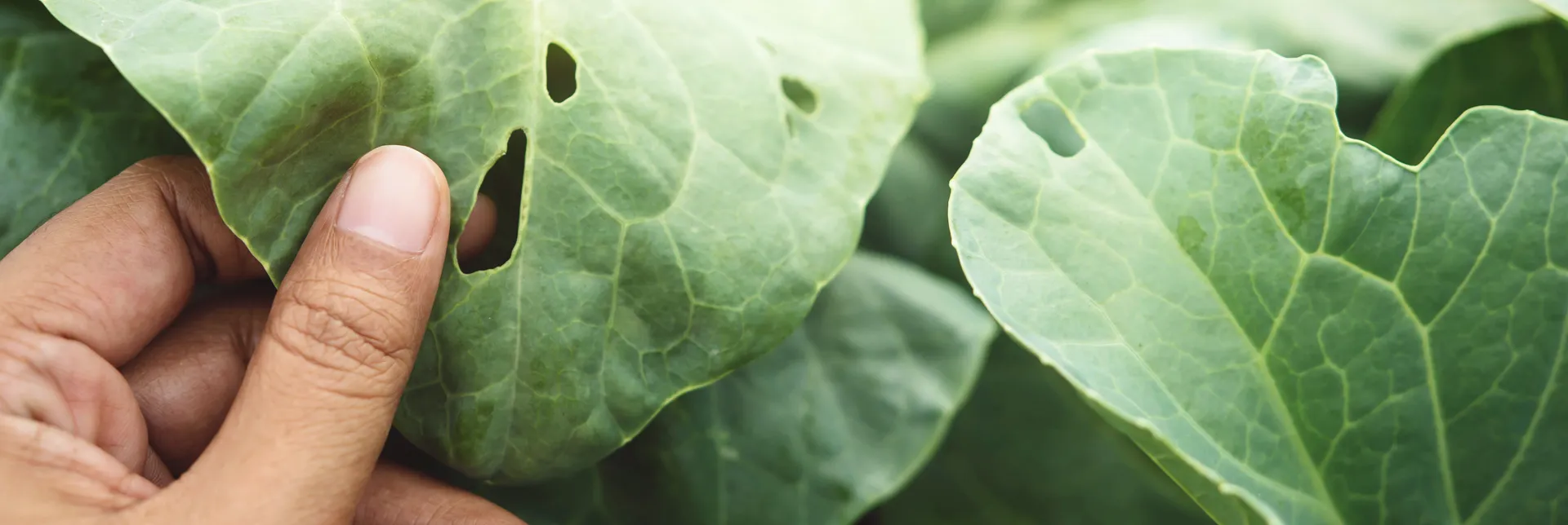 header-banner-biocontrol.webp