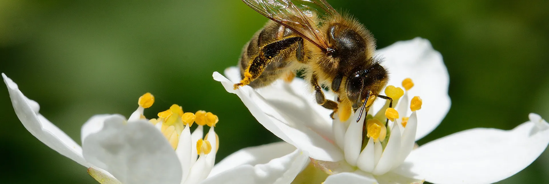 header-banner-biodiversity-protein_1.webp