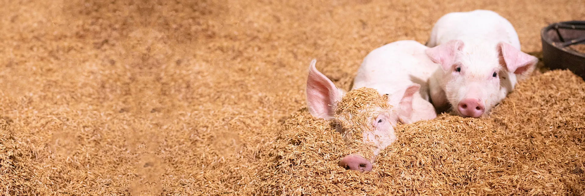 header-banner-circularfarming.webp