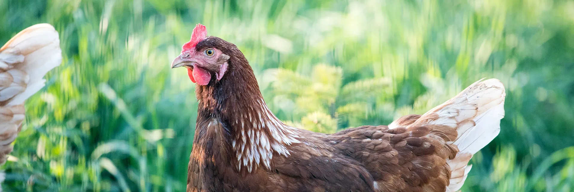header-banner-citychicks.webp